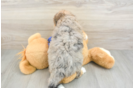 Happy Mini Goldendoodle Baby