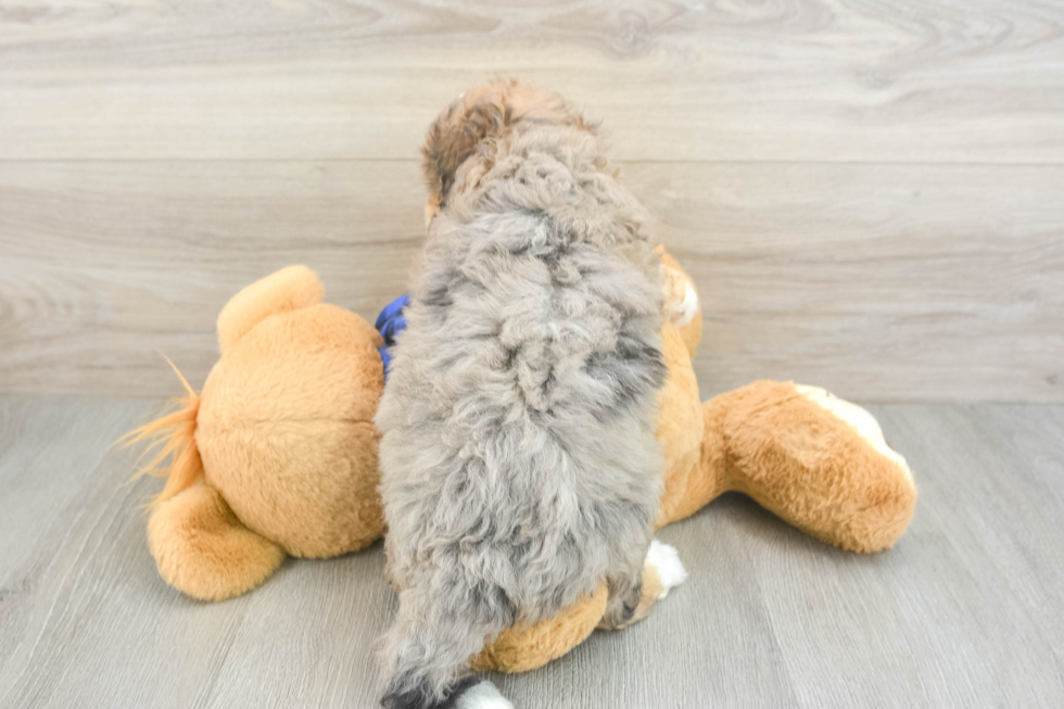 Happy Mini Goldendoodle Baby