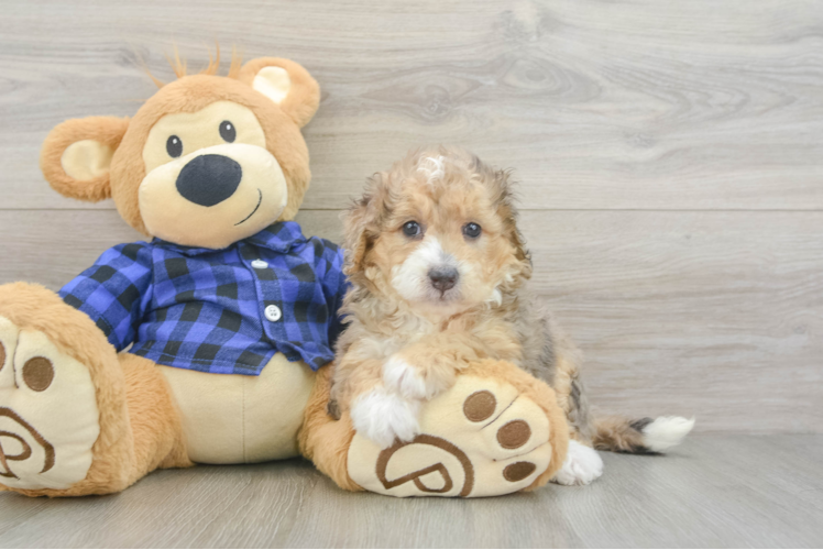 Sweet Mini Goldendoodle Baby