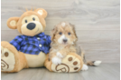 Sweet Mini Goldendoodle Baby