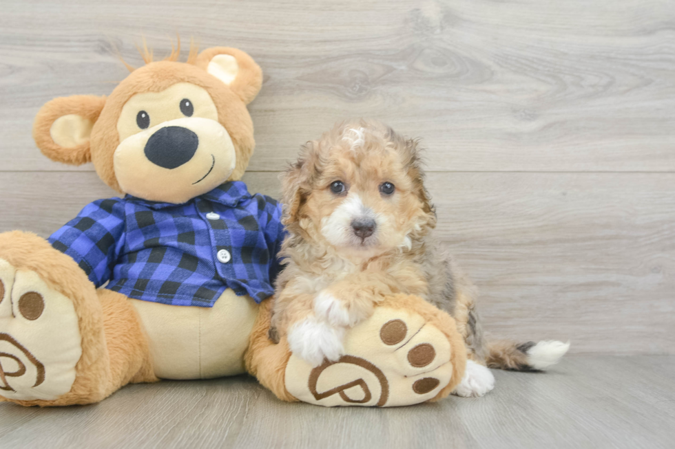 Sweet Mini Goldendoodle Baby