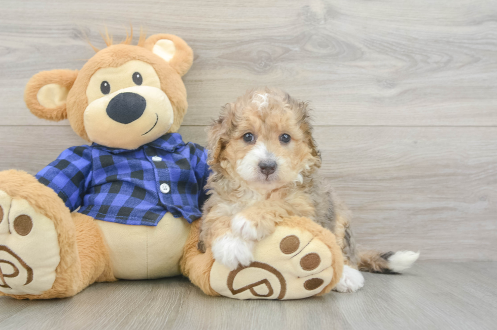 5 week old Mini Goldendoodle Puppy For Sale - Puppy Love PR