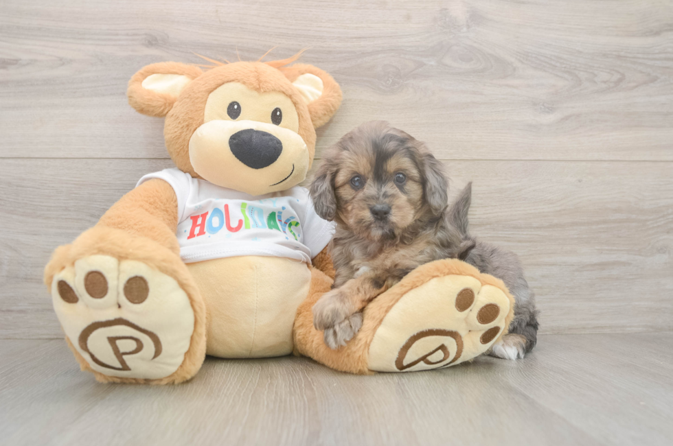 5 week old Mini Goldendoodle Puppy For Sale - Puppy Love PR