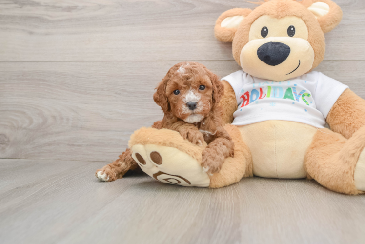 Best Mini Goldendoodle Baby