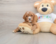6 week old Mini Goldendoodle Puppy For Sale - Puppy Love PR