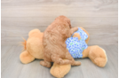 Little Mini Goldenpoo Poodle Mix Puppy