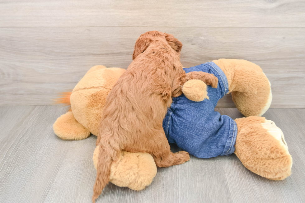 Mini Goldendoodle Puppy for Adoption