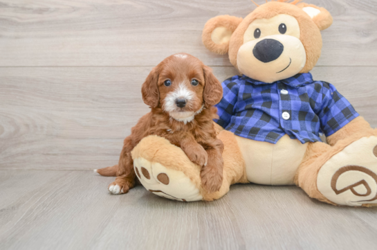 Mini Goldendoodle Pup Being Cute