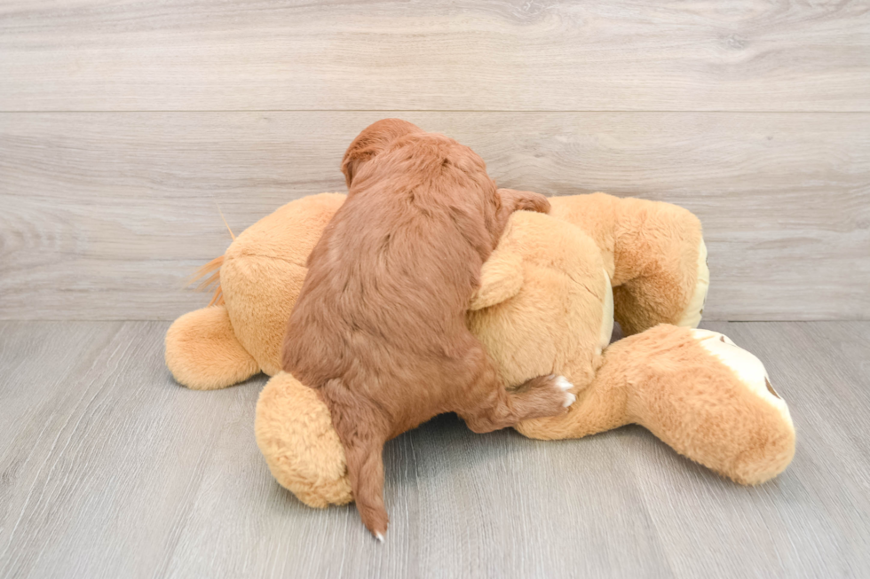 Hypoallergenic Mini Goldiepoo Poodle Mix Puppy