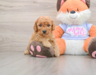 7 week old Mini Goldendoodle Puppy For Sale - Puppy Love PR