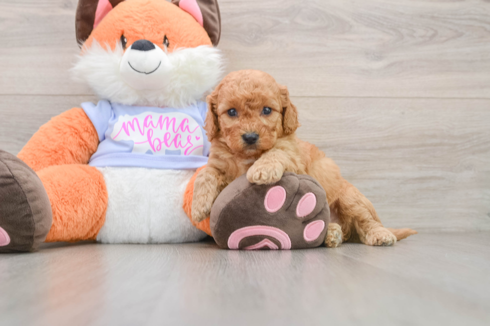 Smart Mini Goldendoodle Poodle Mix Pup