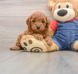 7 week old Mini Goldendoodle Puppy For Sale - Puppy Love PR