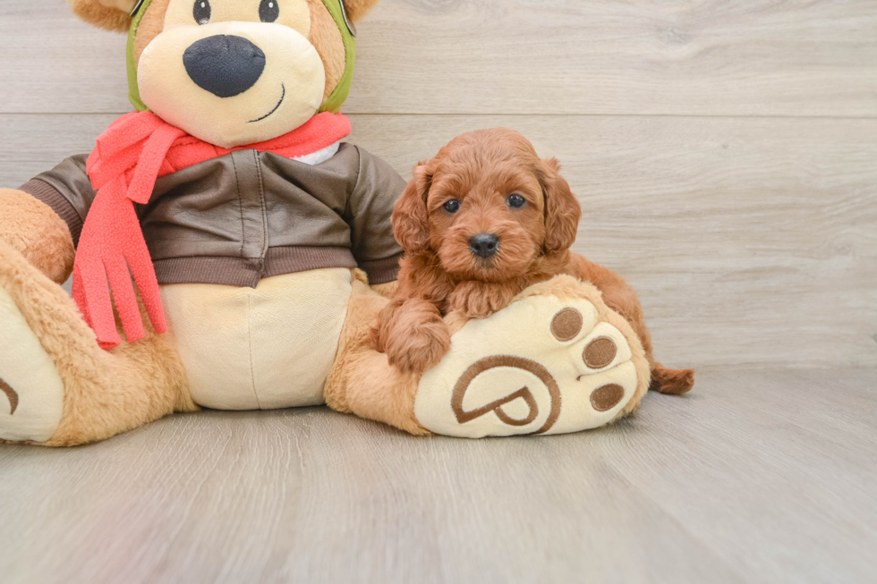 Friendly Mini Goldendoodle Baby