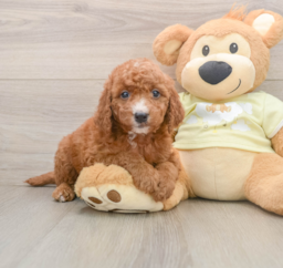 7 week old Mini Goldendoodle Puppy For Sale - Puppy Love PR
