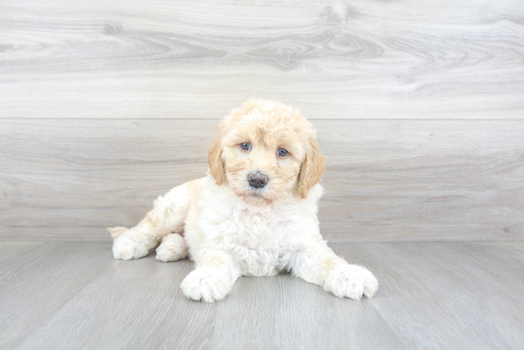 Meet Andrea - our Mini Goldendoodle Puppy Photo 1/3 - Puppy Love PR Best Mini Goldendoodle Baby