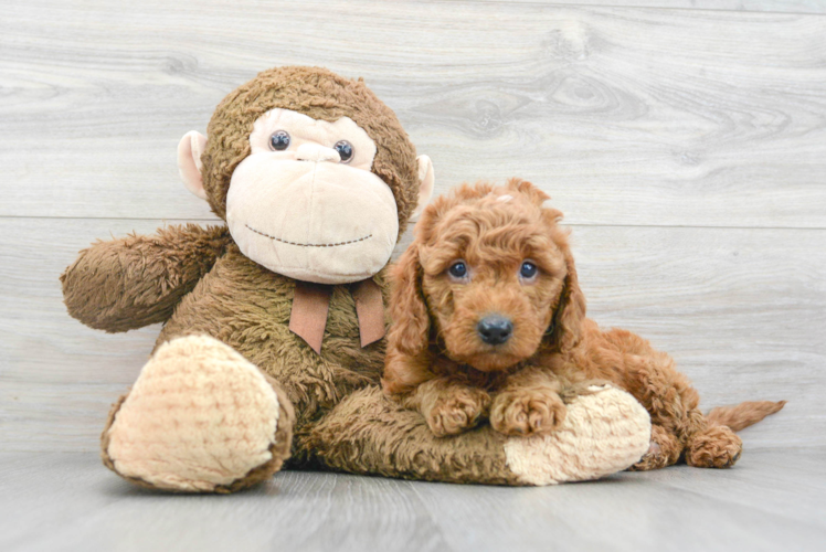 Smart Mini Goldendoodle Poodle Mix Pup