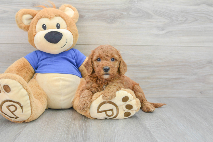 Meet Archer - our Mini Goldendoodle Puppy Photo 1/3 - Puppy Love PR Funny Mini Goldendoodle Poodle Mix Pup
