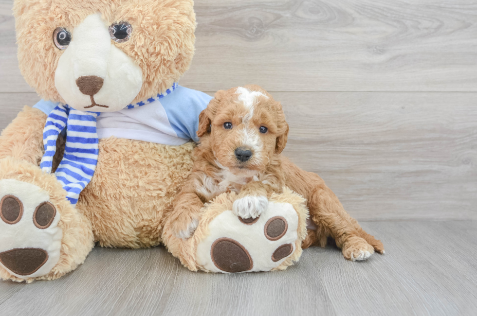5 week old Mini Goldendoodle Puppy For Sale - Puppy Love PR
