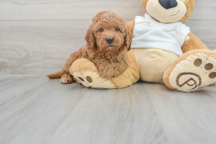 Cute Mini Goldendoodle Baby