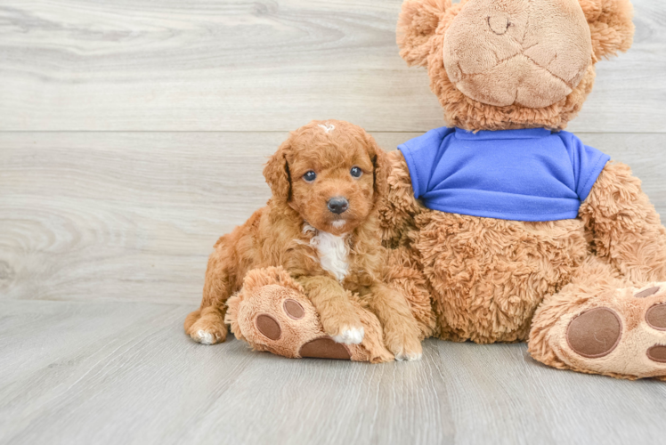 Meet Archer - our Mini Goldendoodle Puppy Photo 1/3 - Puppy Love PR Best Mini Goldendoodle Baby