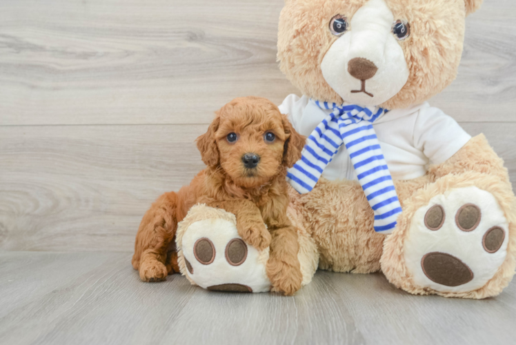 Fluffy Mini Goldendoodle Poodle Mix Pup