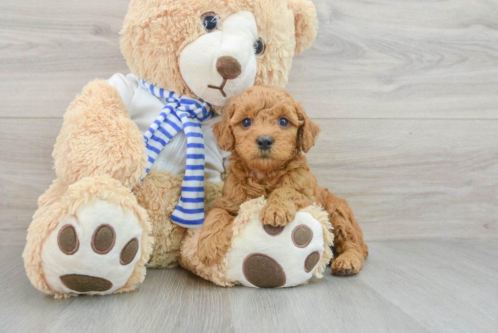 Mini Goldendoodle Pup Being Cute