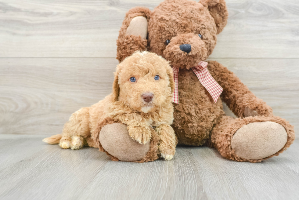 Best Mini Goldendoodle Baby