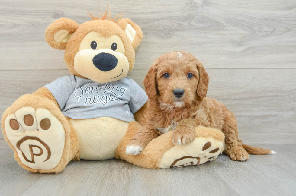 6 week old Mini Goldendoodle Puppy For Sale - Puppy Love PR