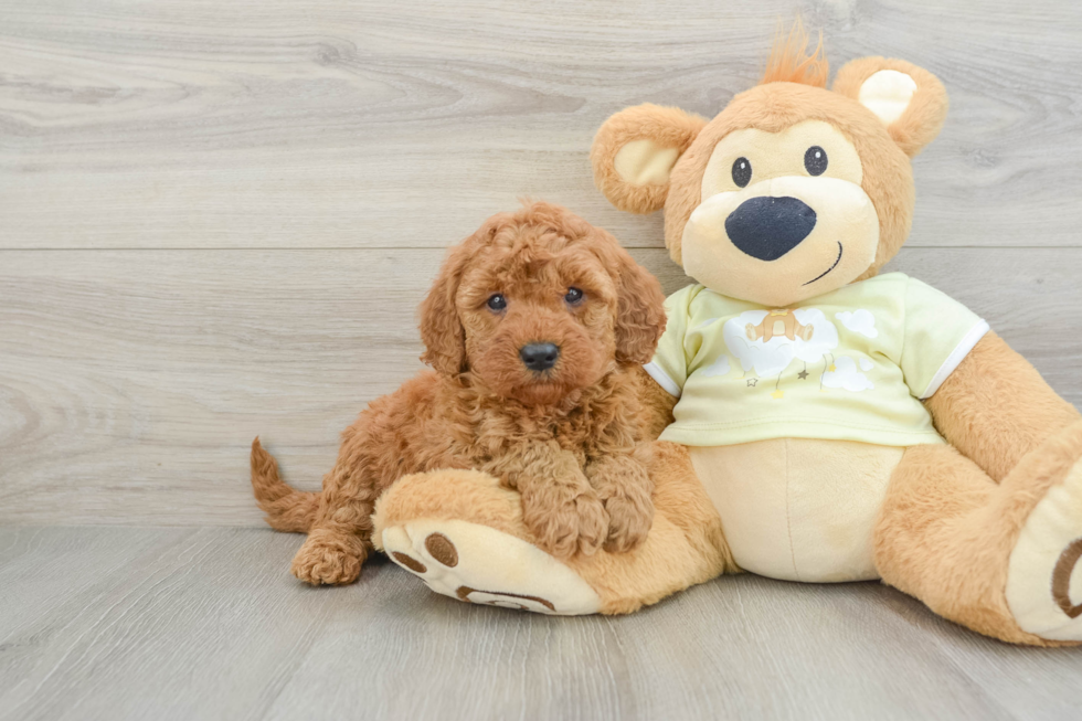 Best Mini Goldendoodle Baby