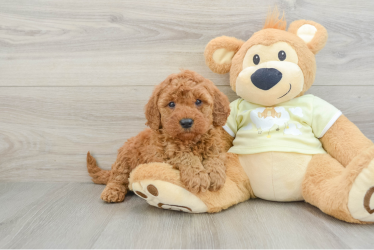Meet Archer - our Mini Goldendoodle Puppy Photo 1/3 - Puppy Love PR Best Mini Goldendoodle Baby