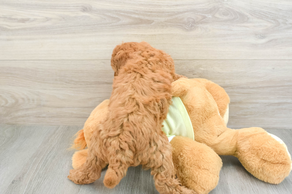 Sweet Mini Goldendoodle Baby