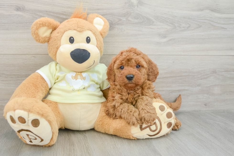 Sweet Mini Goldendoodle Baby