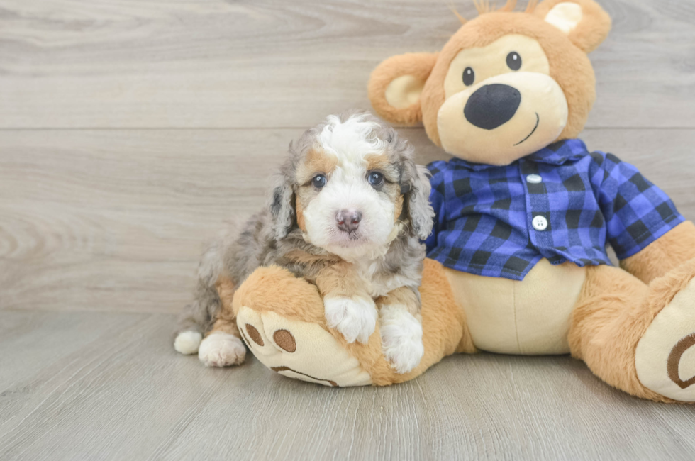 5 week old Mini Goldendoodle Puppy For Sale - Puppy Love PR