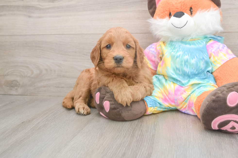 5 week old Mini Goldendoodle Puppy For Sale - Puppy Love PR