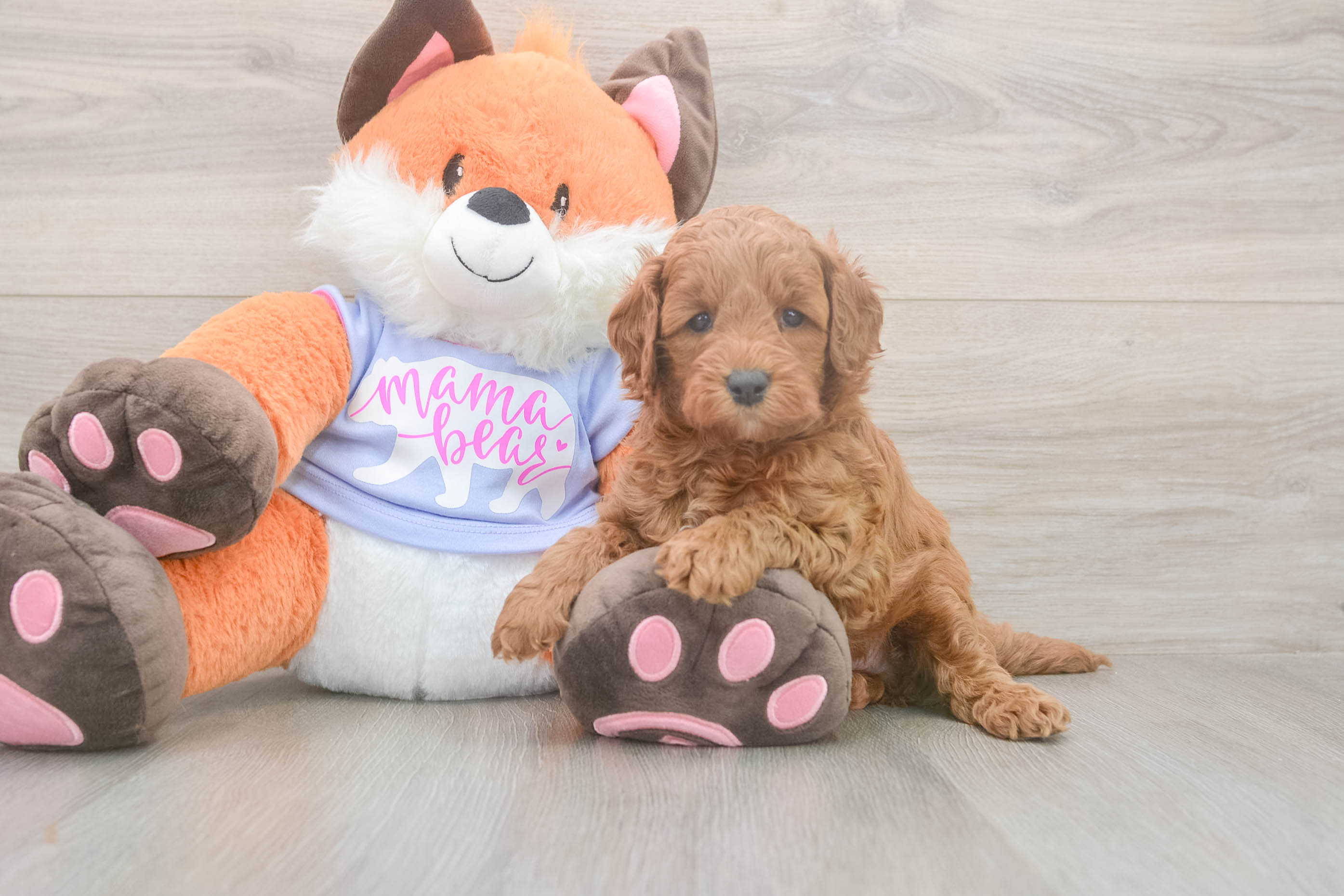 Mini Goldendoodle Puppy for Adoption