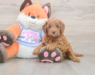 5 week old Mini Goldendoodle Puppy For Sale - Puppy Love PR