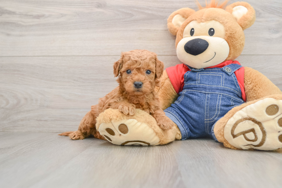 Sweet Mini Goldendoodle Baby