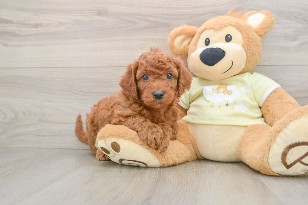 Petite Mini Goldendoodle Poodle Mix Pup