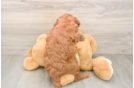 Mini Goldendoodle Puppy for Adoption
