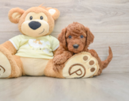 6 week old Mini Goldendoodle Puppy For Sale - Puppy Love PR