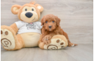 Funny Mini Goldendoodle Poodle Mix Pup