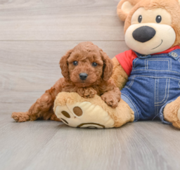 7 week old Mini Goldendoodle Puppy For Sale - Puppy Love PR