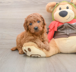 6 week old Mini Goldendoodle Puppy For Sale - Puppy Love PR