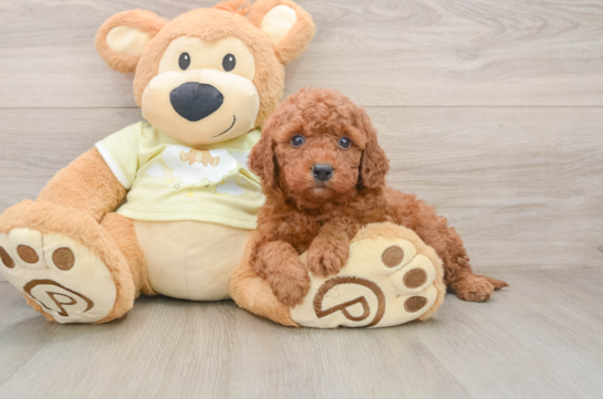 ARCHER, a Mini Goldendoodle littermate