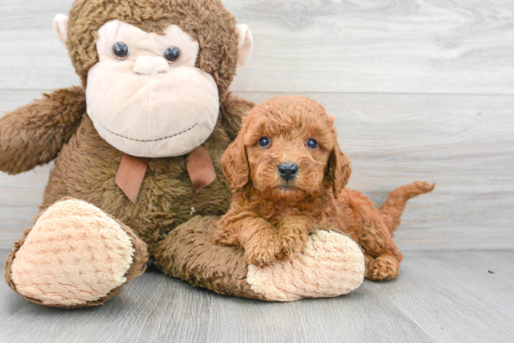 Meet Archer - our Mini Goldendoodle Puppy Photo 1/3 - Puppy Love PR Sweet Mini Goldendoodle Baby