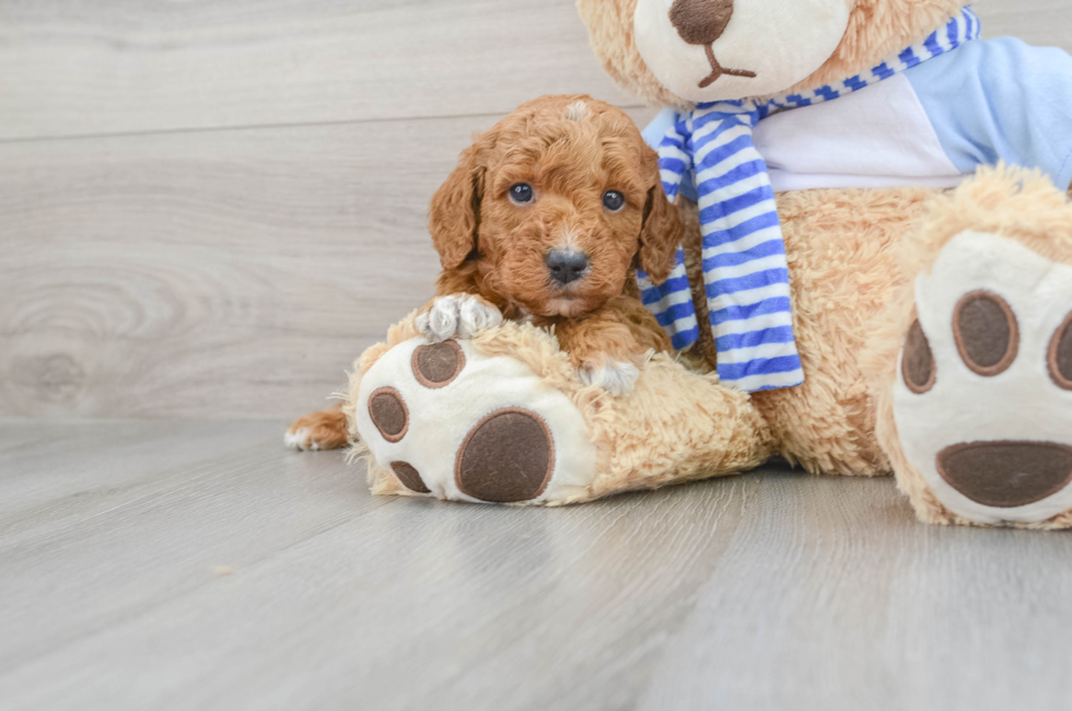 5 week old Mini Goldendoodle Puppy For Sale - Puppy Love PR