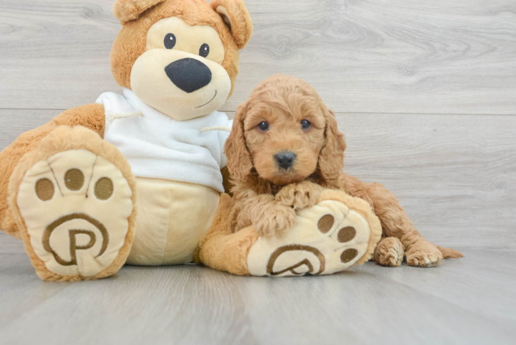 Meet Armani - our Mini Goldendoodle Puppy Photo 1/3 - Puppy Love PR Mini Goldendoodle Pup Being Cute