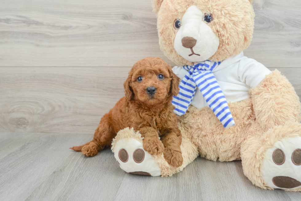 Mini Goldendoodle Pup Being Cute