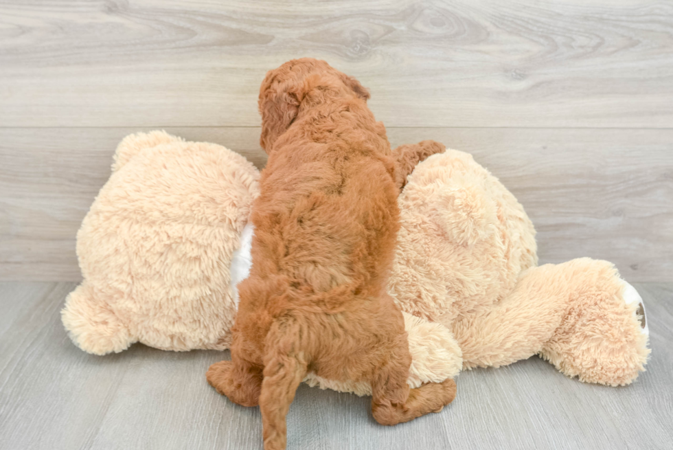 Popular Mini Goldendoodle Poodle Mix Pup