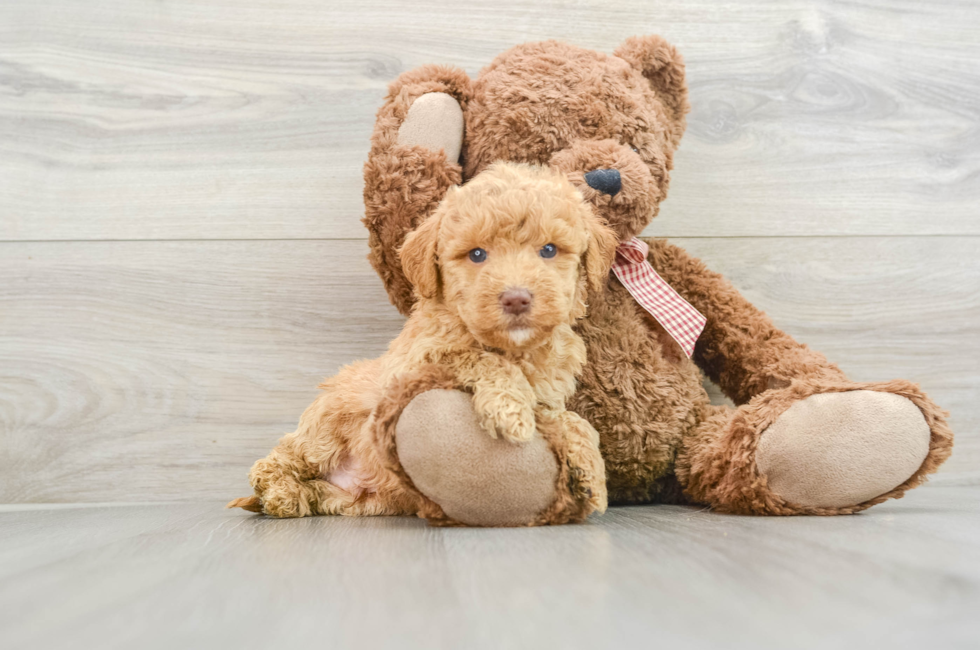 5 week old Mini Goldendoodle Puppy For Sale - Puppy Love PR